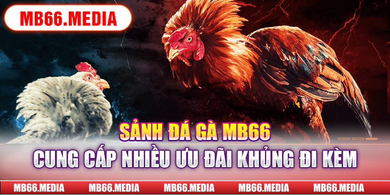 Sảnh đá gà MB66 cung cấp nhiều ưu đãi khủng đi kèm